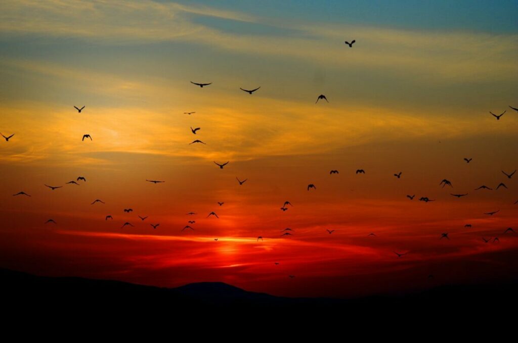 HOROR PRIZORI U HRVATSKOJ Najezda biblijskih razmera – ptice u ogromnim jatima prave pustoš na oranicama