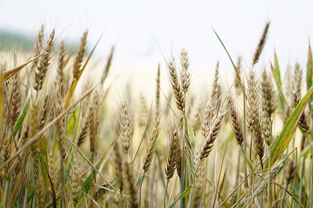SRBIJA NE TREBA DA STRAHUJE Pšenice ima dovoljno, a ove države traže pomoć od nas
