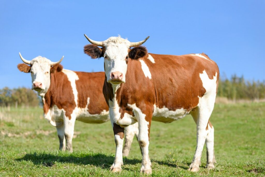 SPAS U POSLEDNJI ČAS Izvoz mleka i mesa u Saudijsku Arabiju šansa da se obnovi srpsko stočarstvo
