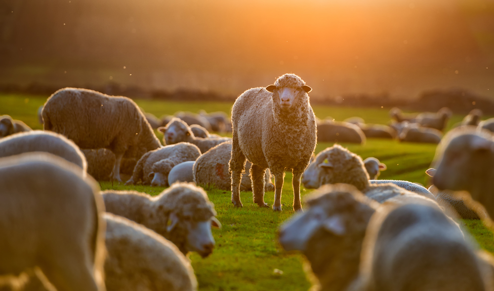 DEŠAVA IM SE PRVI PUT U POSLEDNJIH 170 GODINA Ovce u odnosu na ljude, manje od 5 prema 1