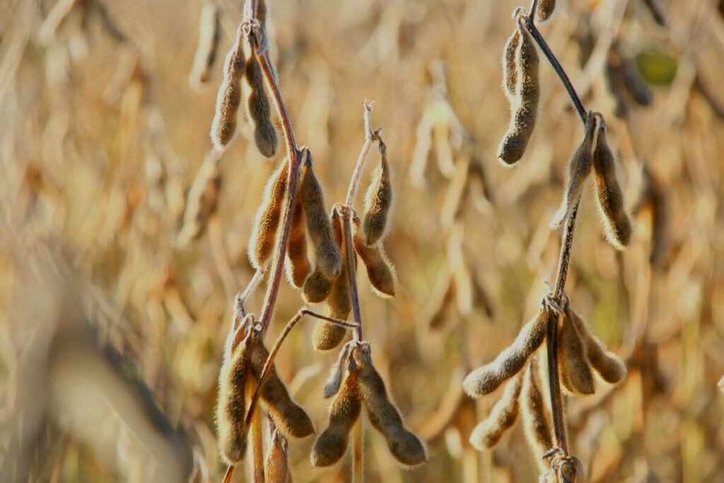SUŠA I VISOKE TEMPERATURE UTICALE NA RAZVOJ MAHUNE Ovogodišnji prinos soje do 1,5 tone po hektaru