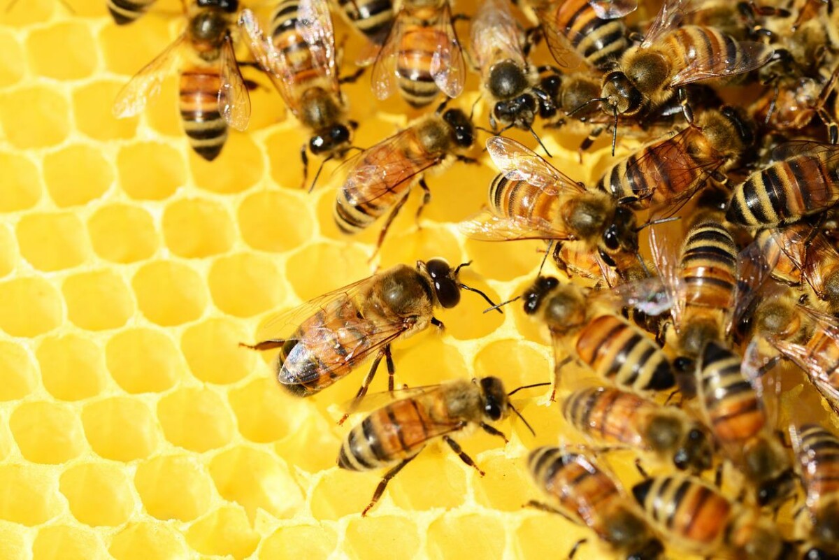 Poljoprivreda Pčele Med