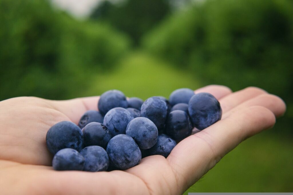 „PLAVO ZLATO“ DONOSI ODLIČNU ZARADU Borovnice sve više na ceni, a od ovog voća dobit iznosi 25.000 evra po hektaru