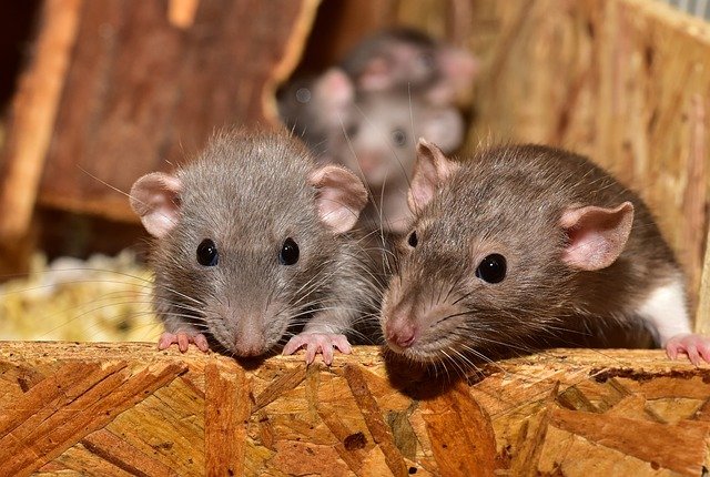 SVETSKI DAN ŠTETOČINA U ovim zemljama zabranjeno je suzbijanje miševa i pacova