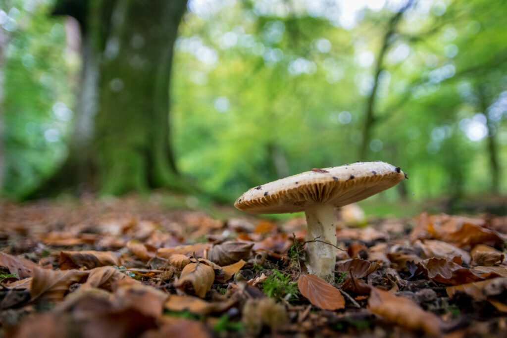 DNEVNA ZARADA PREKO 100 EVRA Skupljačima gljiva kišno vreme ide na ruku, a jedna vrsta prečuraka je ove godine posebno na ceni