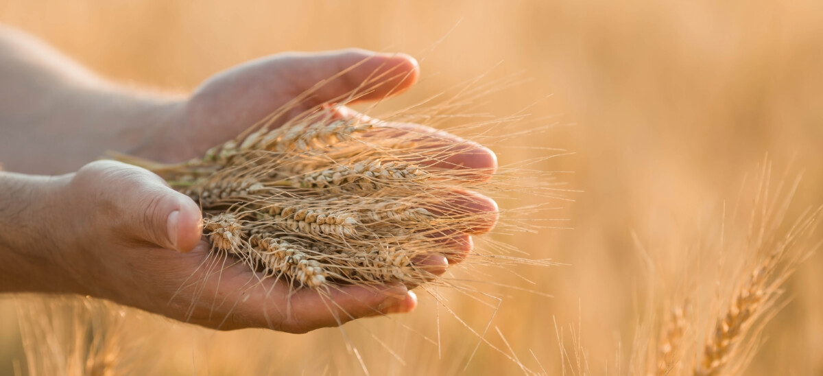 Poljoprivreda Pšenica Žetva