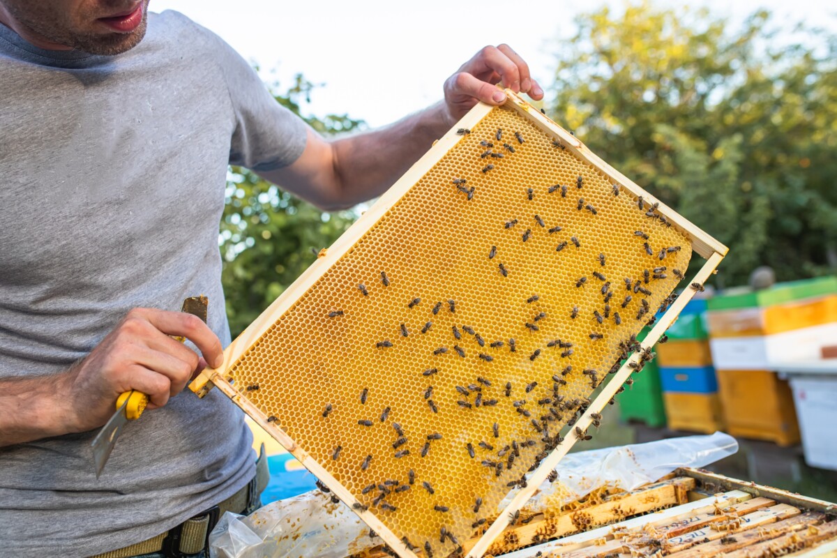 Poljoprivreda Pčele Pčelar