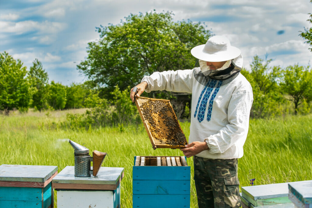 PODSTICAJI UZGOJU PČELA Vlada Vojvodine je danas uručila pčelarima ugovore o subvencijama – u vrednosti 30 miliona dinara