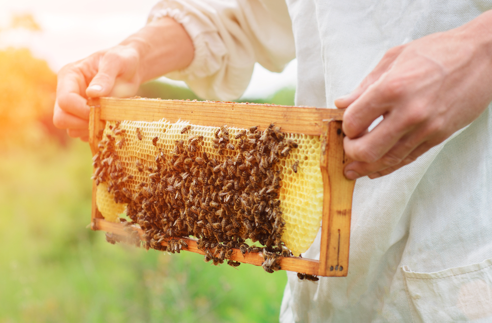 SPECIJALNE ZAMKE SU OBAVEZNE Najbolji način za spas pčela od napada osa i stršljenova – lako i efikasno