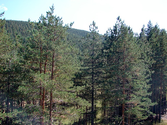 zlatibor šuma drveće