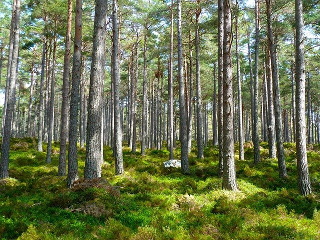 JEDINO SA NJIMA MOŽEMO DA UBLAŽIMO KLIMATSKE PROMENE Koja zemlja ima najviše, a koja najmanje šuma?