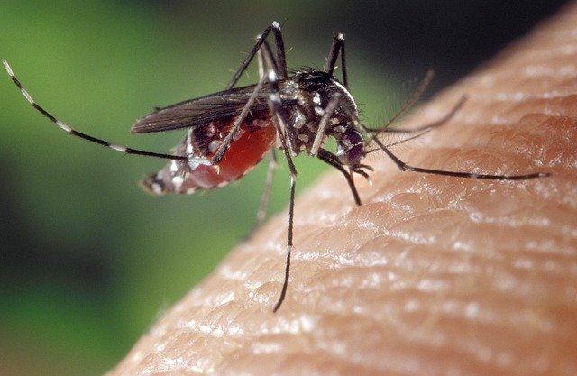 JESTE LI JEDNI OD NJIH? Neka grupa ljudi je poseban „lepak“ za komarce