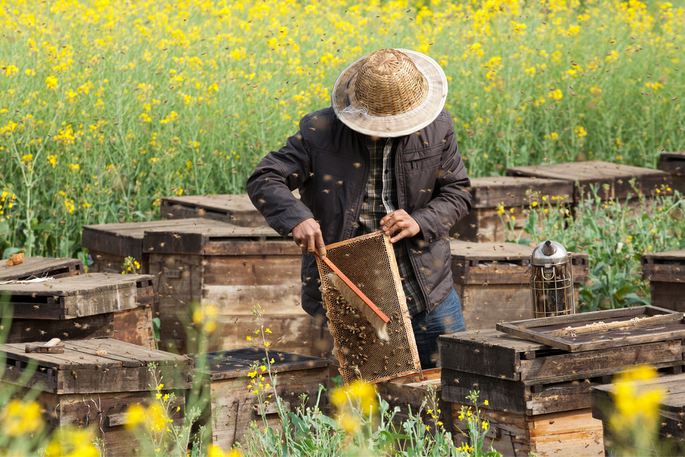 Poljoprivreda Pčelarstvo