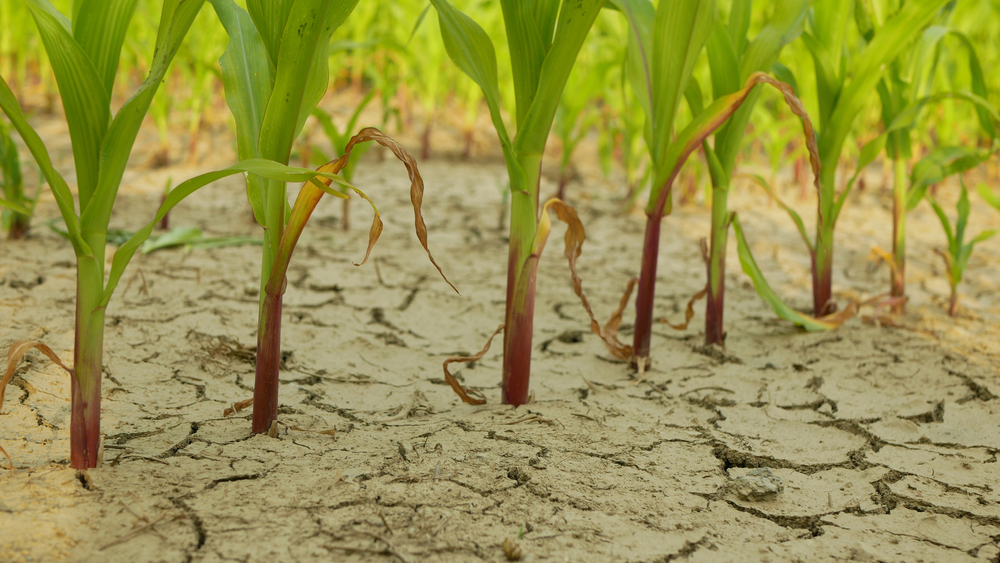 KUKURUZ „HVATA POSLEDNJI VOZ“ Nakon tropskih temperatura poslednjih dana, poljoprivrednici sa puno nade iščekuju najavljene padavine
