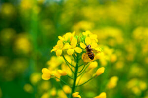 Poljoprivreda Pčele Med