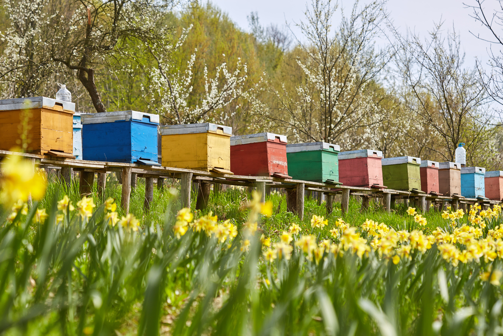 Pčelarstvo Košnice
