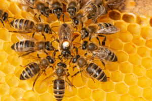 „OVO JE ZA ZATVOR!” Očajni pčelar podelio fotografiju uginulih pčela – pomor zbog pesticida (FOTO)