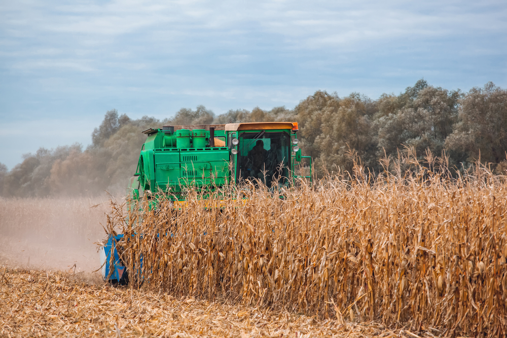 NAJVEĆA POTRAŽNJA ZA PŠENICOM Promet smanjen, ali se nastavlja rast cene kukuruza