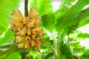 BEOGRAĐANIN U SVOM DVORIŠTU GAJI BANANE I to nije sve – u bašti ima 500 tropskih biljaka, otkriva kako mu uspevaju