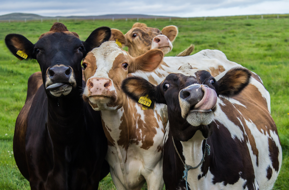 Ključno pitanje modernog doba – kako naterati krave da manje „puštaju vetrove”?