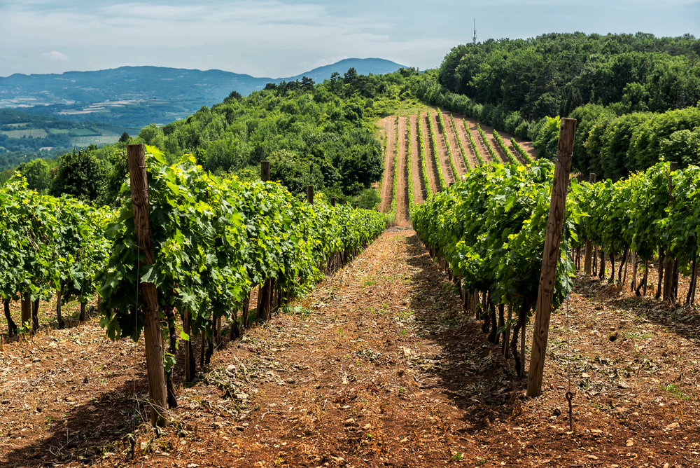OD RIMLJANA, PREKO ŽURKE KNEZA MIHAILA, DO DANAS Srbija ima bogatu istoriju vinogradarstva i vreme je da se to i pokaže