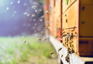 Osam vrsta meda u Srbiji ima geografsko poreklo – jedan među njima se posebno izdvaja