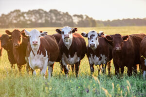 DELUJE DA JE LUD, ALI… Bil Gejts ulaže milione u kompaniju koja želi da krave manje „puštaju gasove”