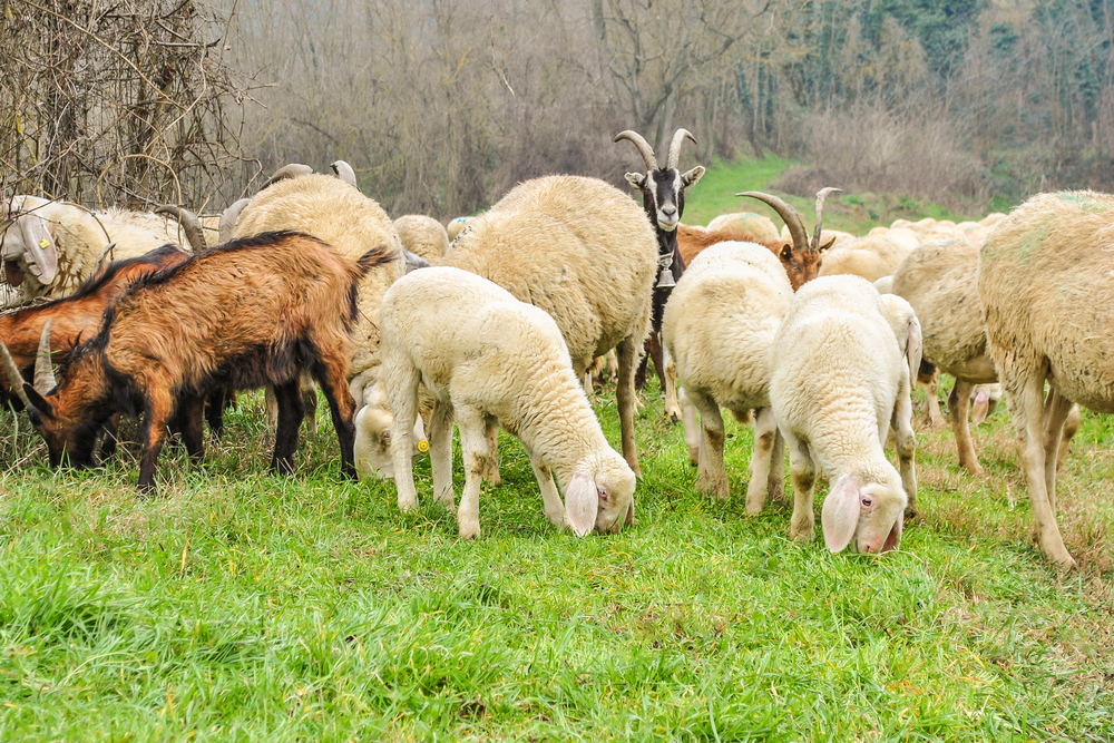 MILISAV IMA RAZLOGA DA SLAVI Desilo se čudo koje ne pamti – od sedam ovaca, dobio je 21 jagnje