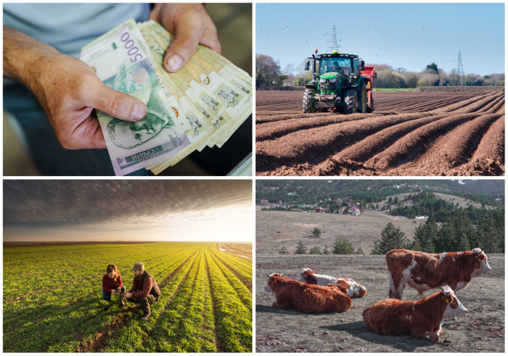 KLJUČ JE U ŠTO JEFTINIJOJ STOČNOJ HRANI Rekordni budžet za poljoprivredu će pomoći – država, ratari i stočari moraju da sarađuju