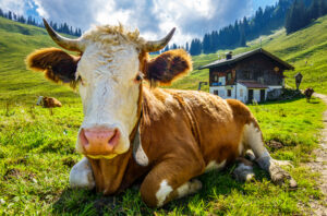 ZNAČAJAN DOGAĐAJ ZA SRPSKE RATARE Ove godine je na redu popis poljoprivrede – svaka krava, hektar, voćka i traktor će biti ubeleženi