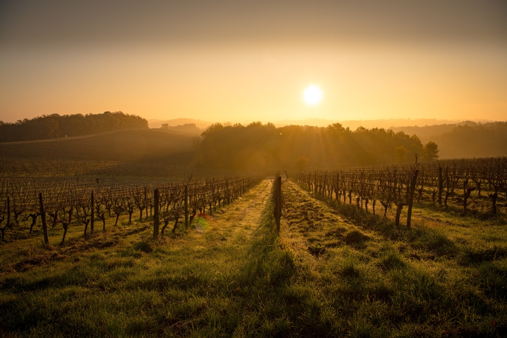 UZ PRAZNIK SVETOG TRIFUNA Srpski vinogradari su počeli prvo orezivanje vinove loze