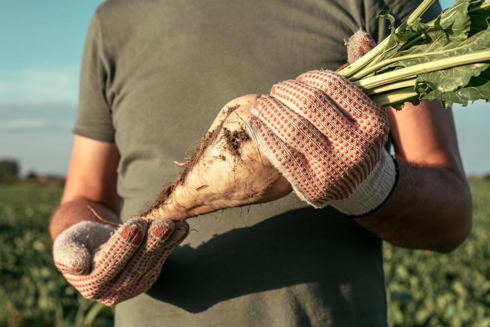 VREME JE ZA „KRALJICU RATARSKIH POLJA” Srbija je poznata i po uzgoju šećerne repe – cena joj uporno raste i mnogi će je tražiti