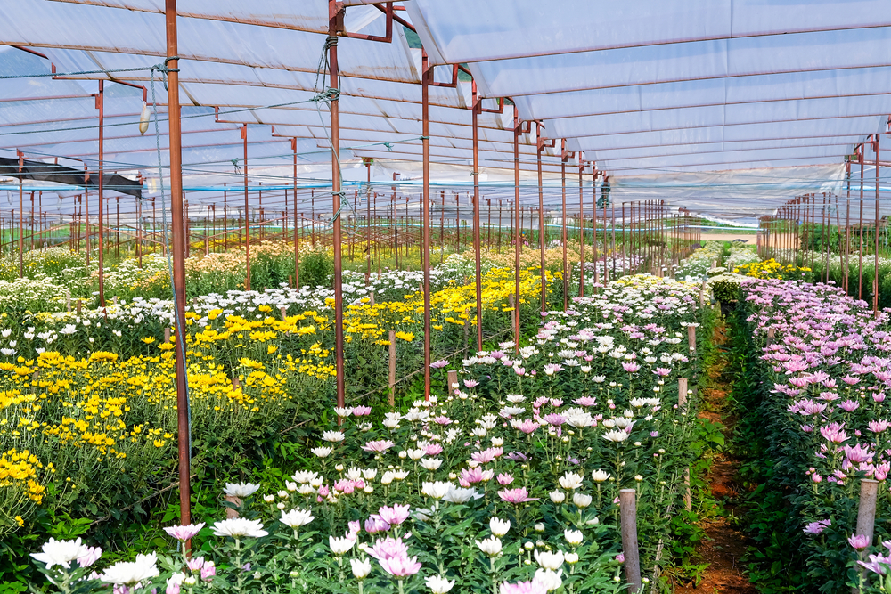 U ZEMLJI LEŽI JOŠ VEĆI POTENCIJAL Srbija može da se pohvali fantastičnim izvozom cveća, vrednost – 31,3 miliona evra