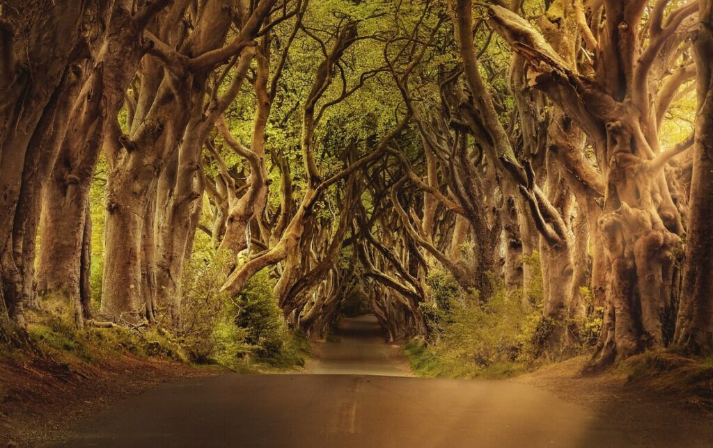 ČAROBNI DRVORED U SRBIJI IMA POBRATIMA U IRSKOJ Izuvijano drveće krije priče o duhovima i pojavljuje se u Igri prestola (VIDEO)