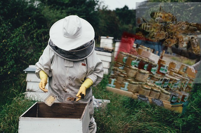 Med, Pčele, Pčelari, inspekcija