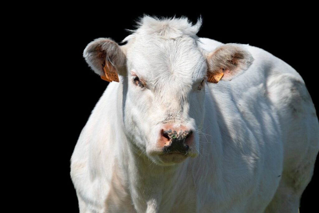 NEVEROVATNA CENA Prodata je krava za sumu koja se ne pamti (VIDEO)