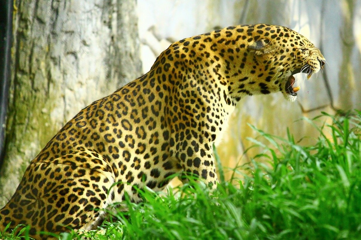 Leopard, kraj jedne ere