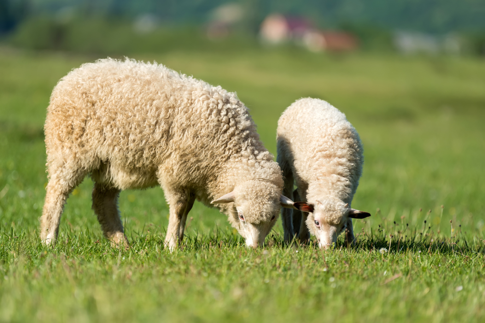 NEĆE SVAKO DA RADI, A ZARADA JE ODLIČNA Milan iz Čačka pored redovne plate napravi dodatnih 1.000 evra – na ovcama