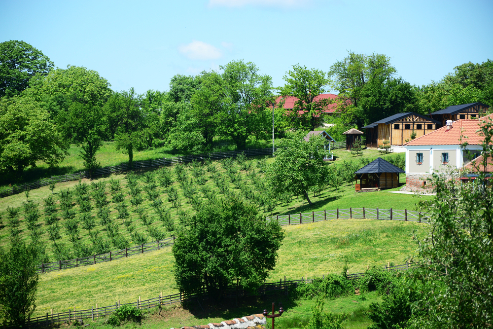 CELO IMANJE ZA 22.000 EVRA Na prodaju vinograd, plantaža oraha i vikendica u Zrenjaninu