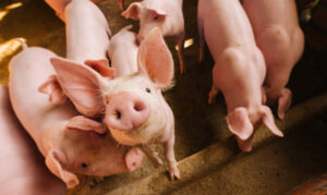 REBALANS BUDŽETA POMAŽE I OŠTEĆENIMA više para stočarima za svinje obolele od afričke kuge