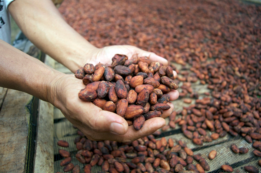 ŠTA ĆE BITI SA ČOKOLADOM? Kakao dostigao istorijski maksimum –  jedan kilogram košta papreno