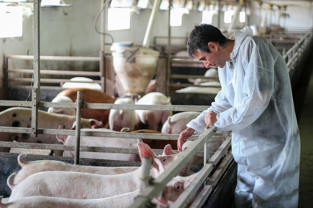INSPEKCIJA JE KRENULA U VANREDNU KONTROLU Eutanazirano je skoro 20.000 svinja u 32 opštine