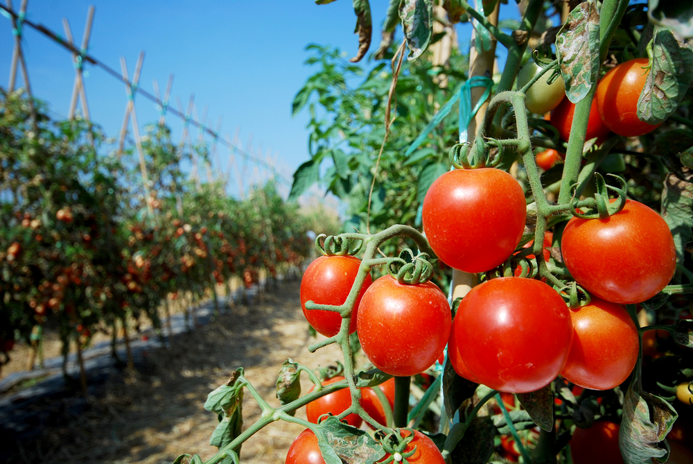 NEOČEKIVAN OBRT Suša podigla cenu paradajza – čeri je jeftiniji od običnog