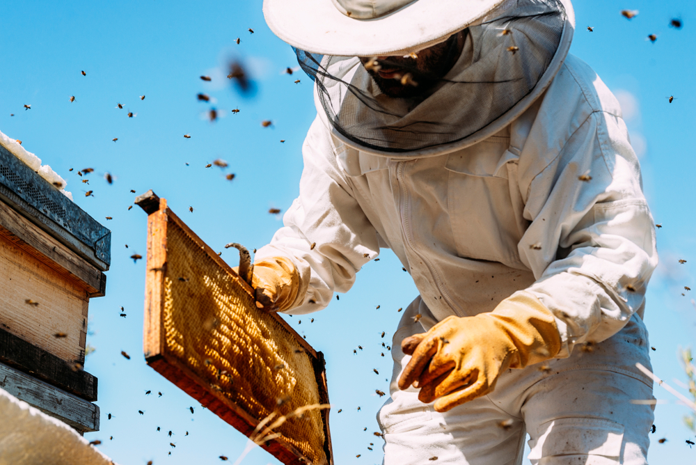 LEPA VEST ZA PČELARE Davanja po košnici će sledeće godine biti povećana na 1.000 dinara