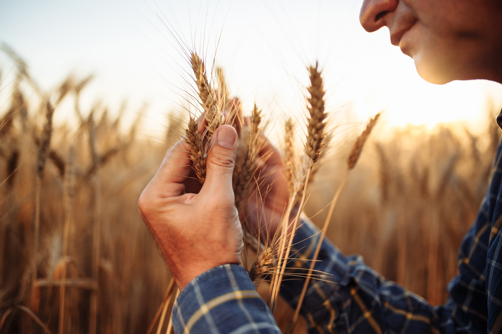 Pšenica stigla ranije, cena po hektaru obećava
