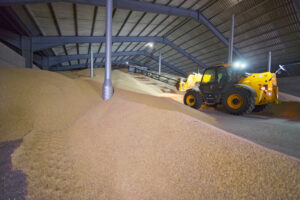Kako sačuvati žito u skladištima?