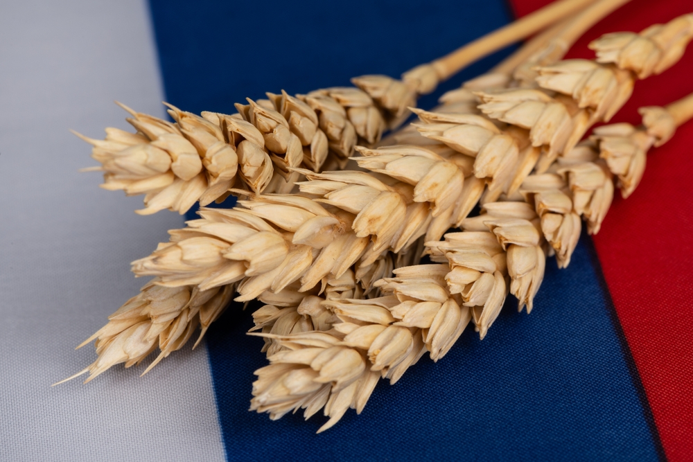 NE HAJU NIMALO ZA SANKCIJE Top 5 zemalja koje kupuju rusko žito