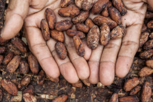 LOŠA VEST SA NAJVEĆE FARME NA SVETU Cena čokolade možda ode na gore – na globalnom nivou