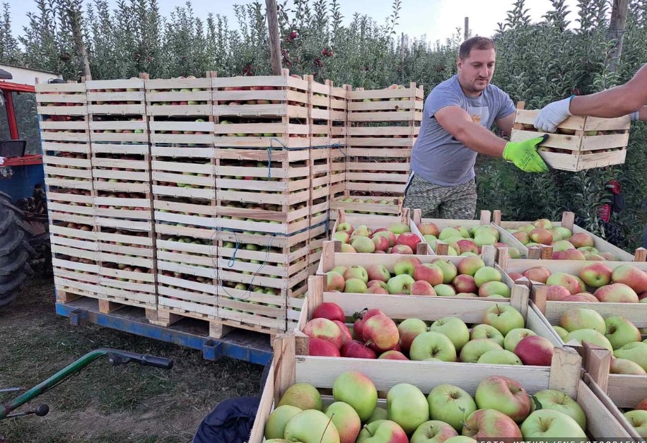 Radenko iz Latvice sa sinovima gaji voće na 15 hektara, ima 2 hladnjače i destileriju