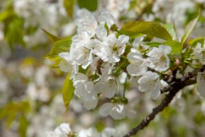 NAMA PRIJA, NJIMA NIKAKO Jesenje cvetanje u voćnjacima – briga za poljoprivrednike